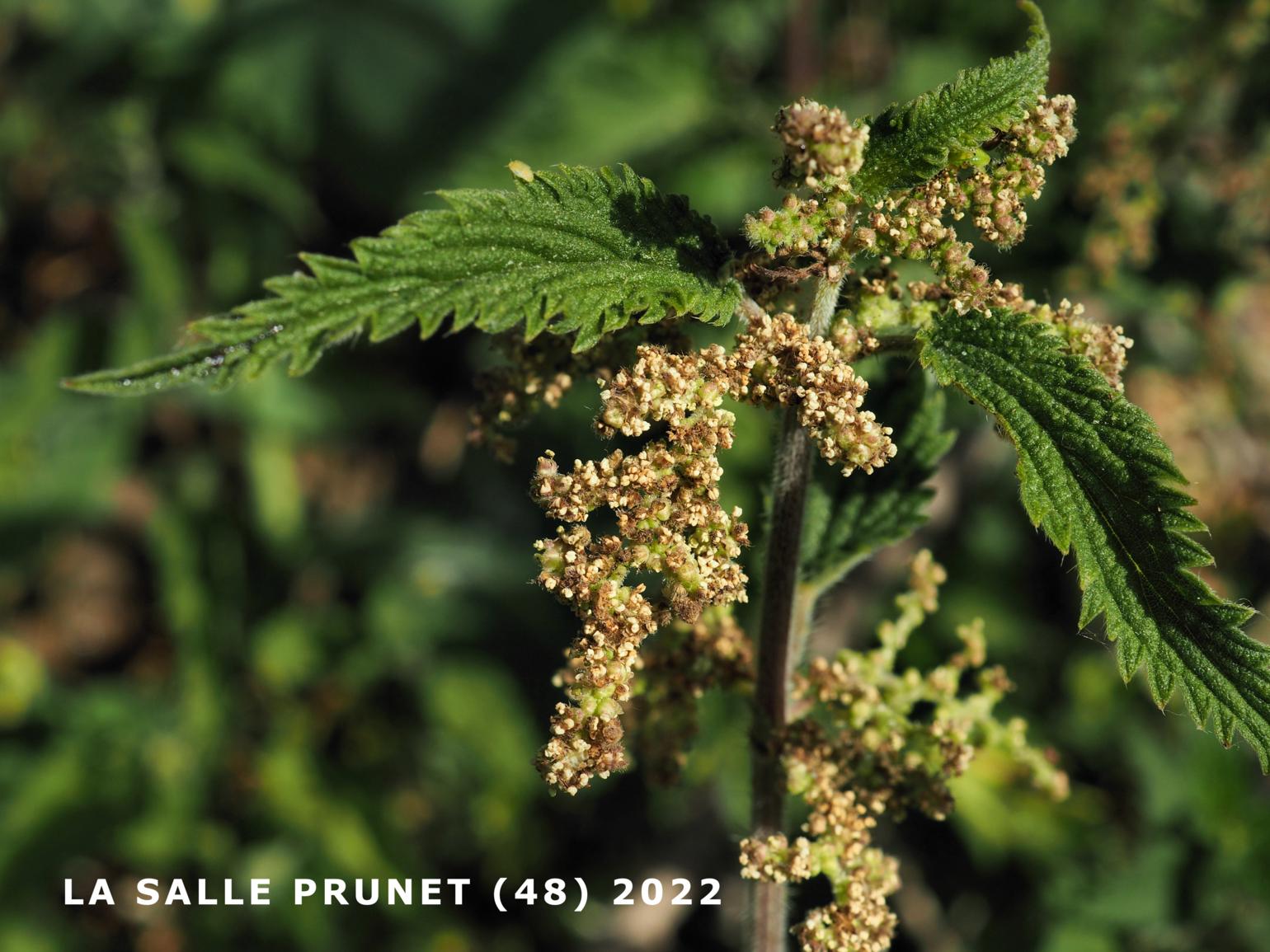 Nettle